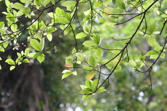 Elaeocarpus serratus